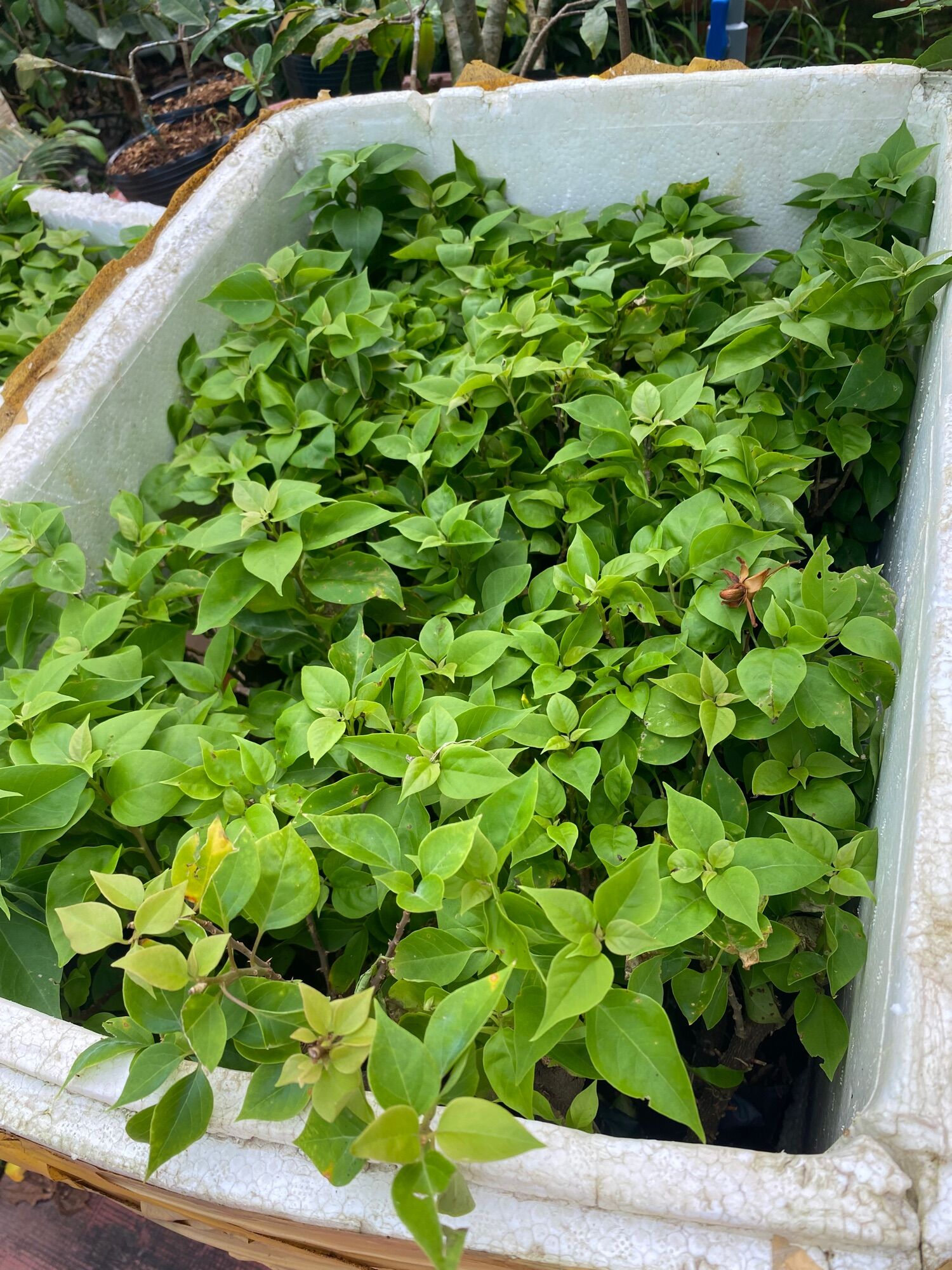 1 Hoa giấy giống mỹ ( cây giống )