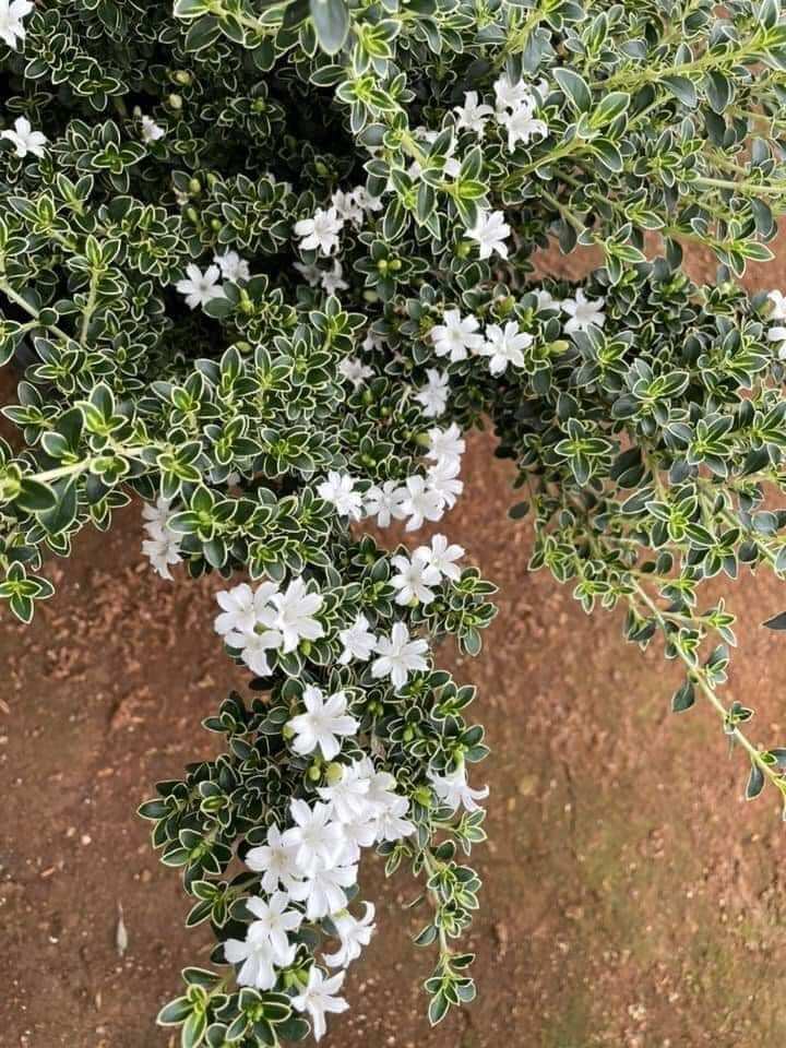 Chậu cây bạch tuyết mai bon sai - Summer Garden