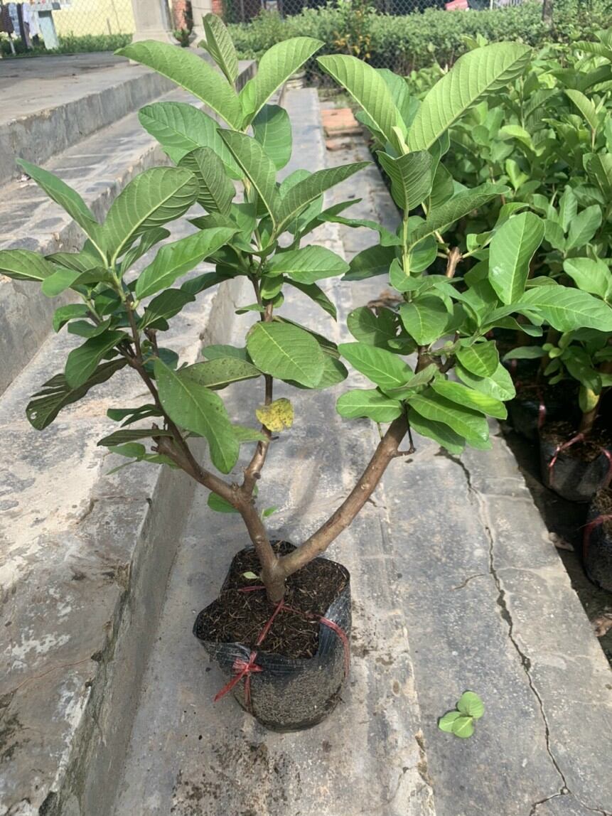 Ổi nữ Hoàng