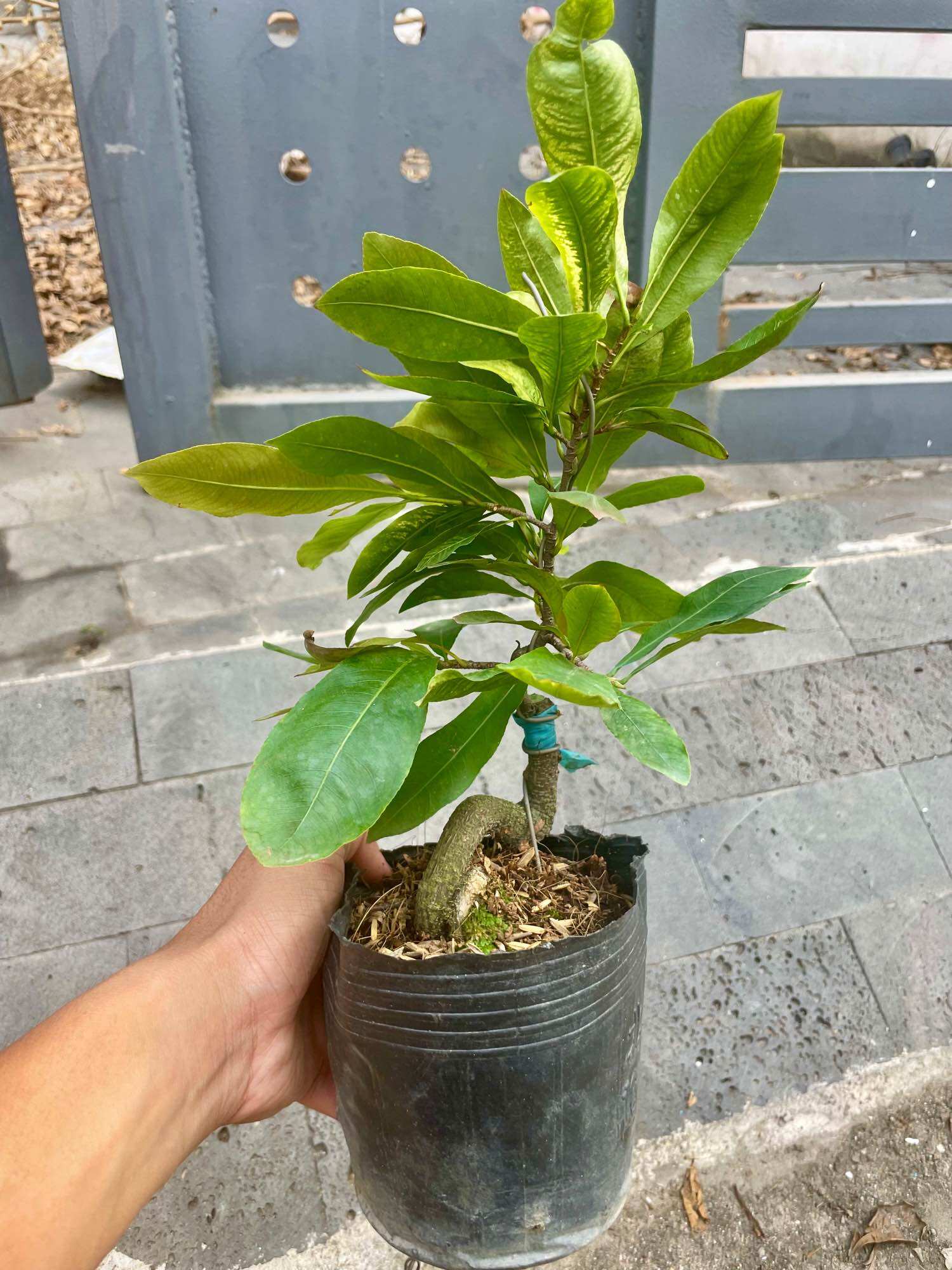 CÚC BẠCH MAI cây mai vàng đột biến (giống siêu hiếm, nên sưu tầm)