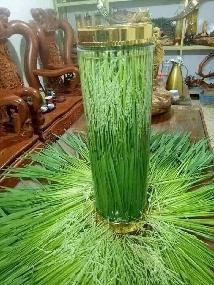 Đòng đòng nếp Cái hoa vàng