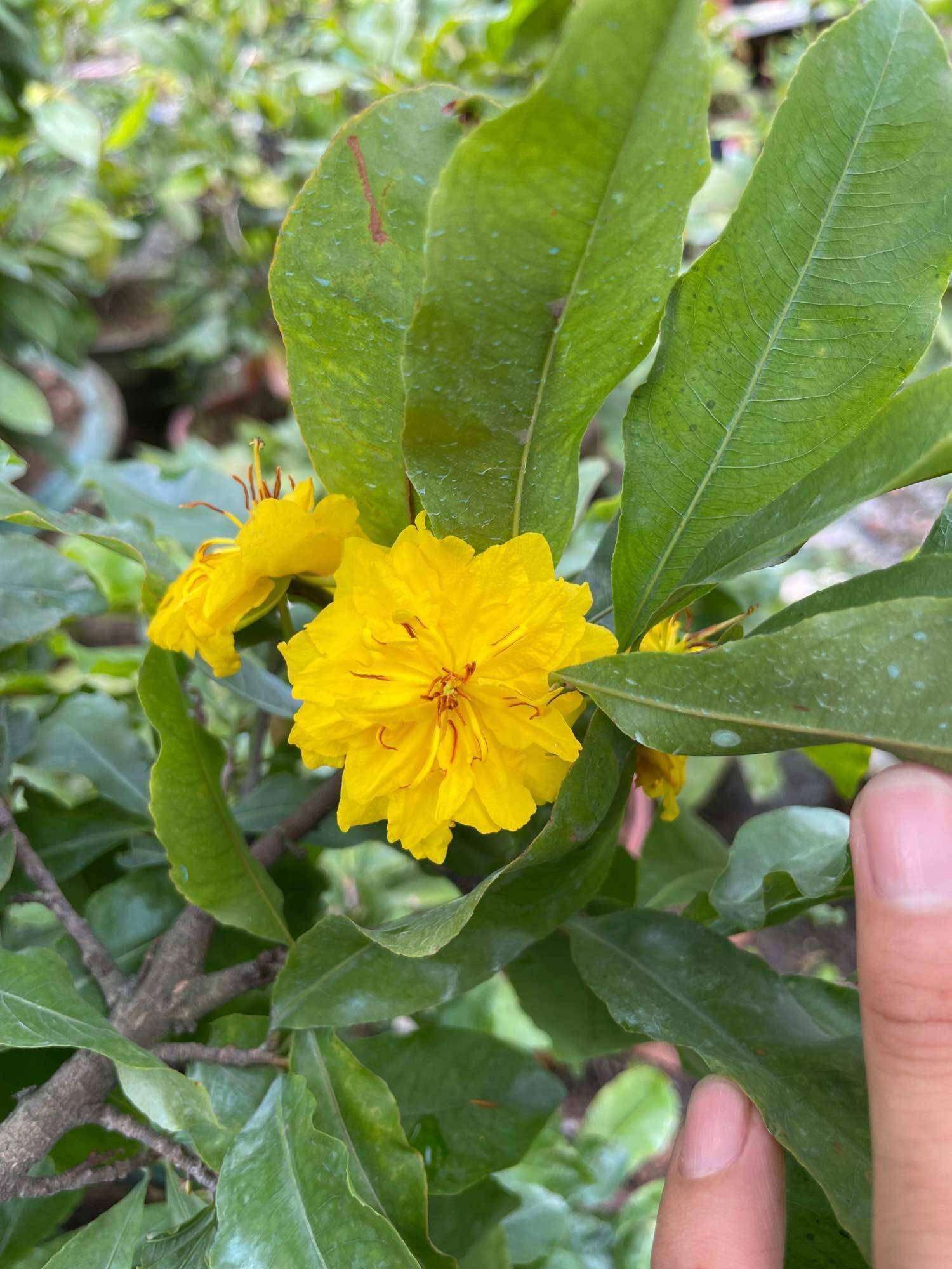 [HCM]Mai cúc Tân Châu (cúc 24-36 cánh) ghép gốc quái mai vàng quấn rễ