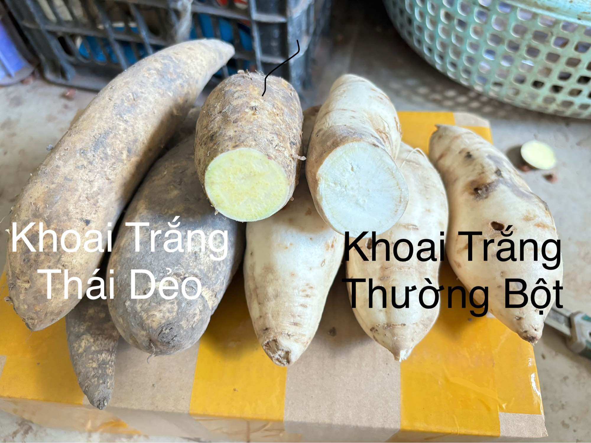 Khoai lang trắng bột & thái dẻo - giao toàn quốc & 2h tại tphcm