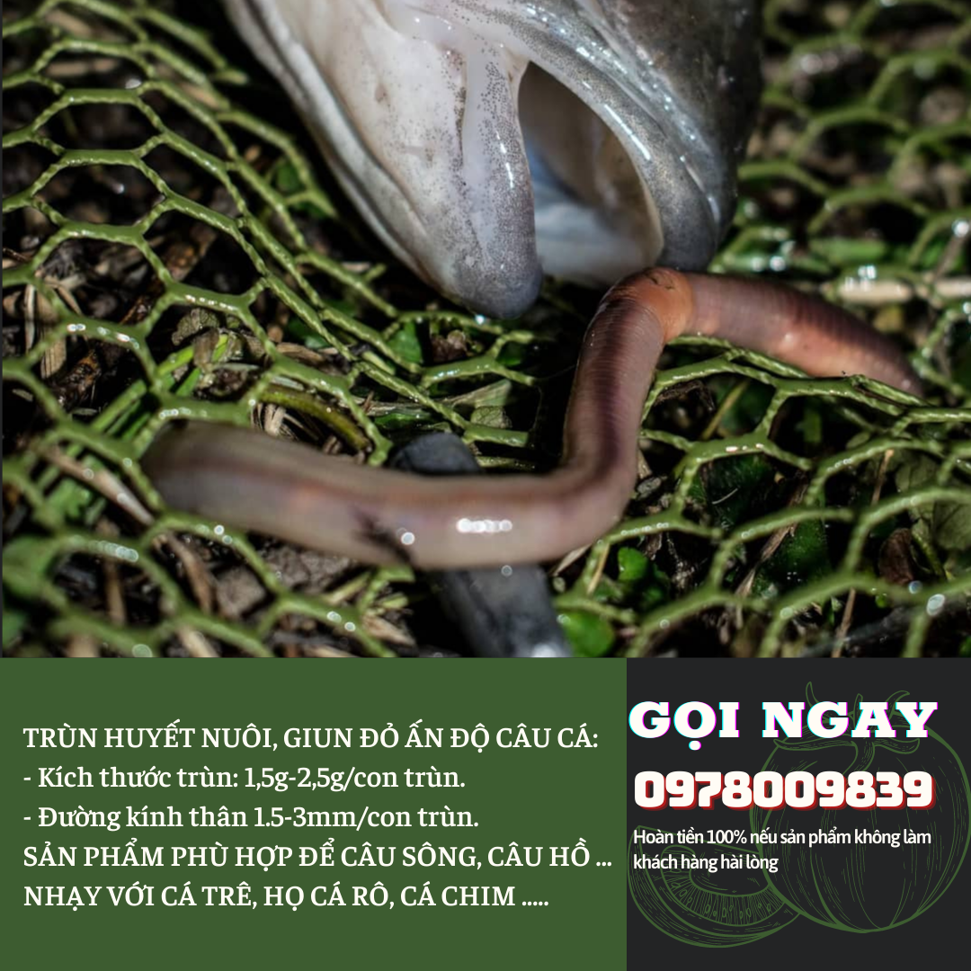 [HCM]TRÙN CÂU CÁ (GIUN ĐỎ ẤN ĐỘ)