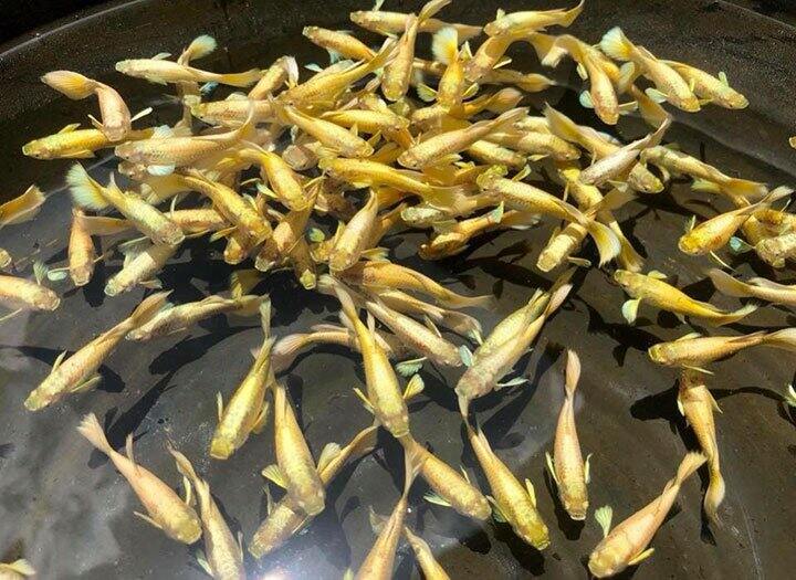 full gold - guppy trang trí hồ