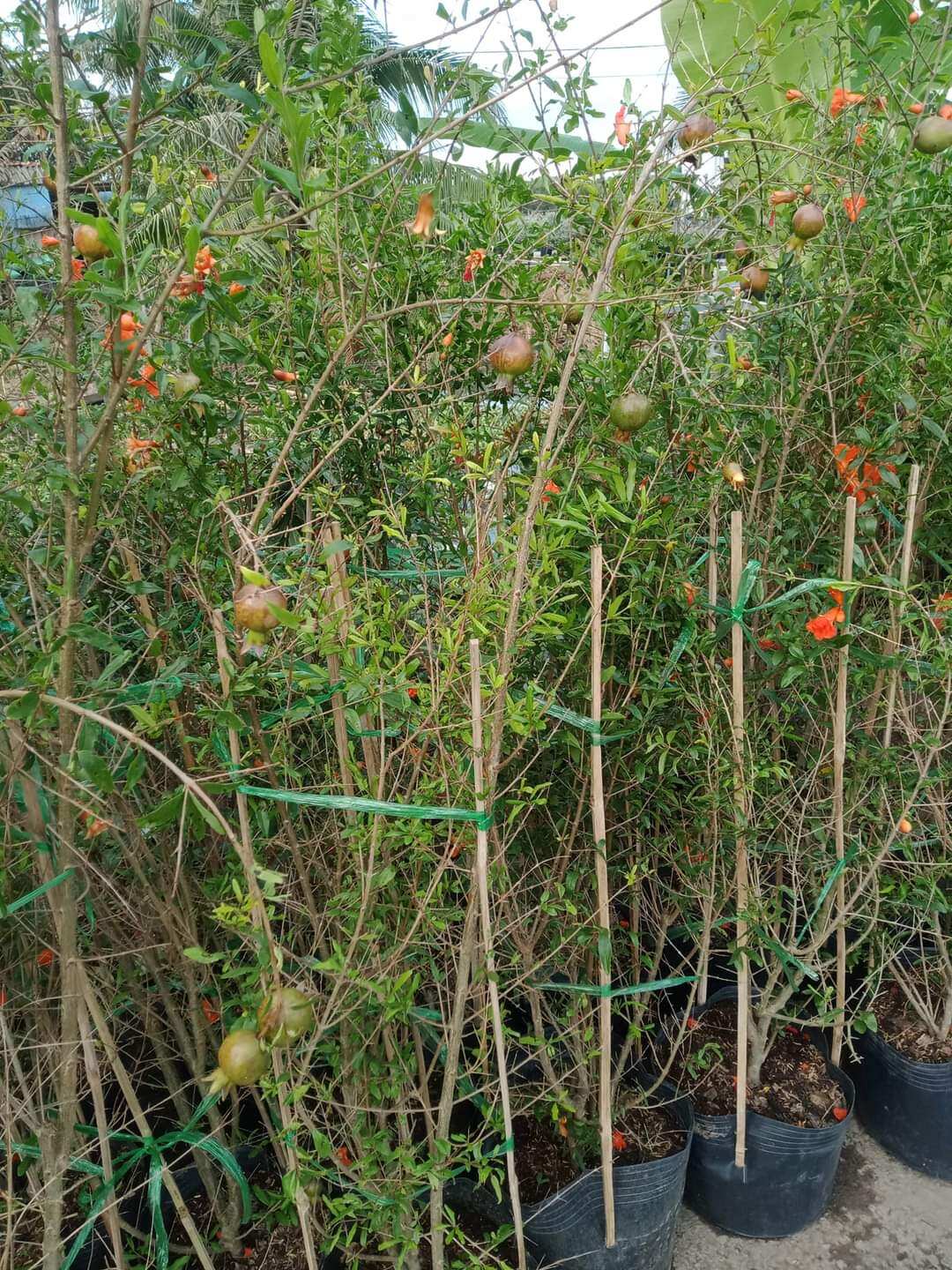 cây lựu thái quả to