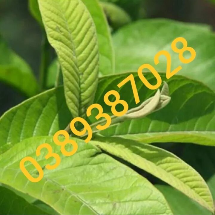 Lá ổi tươi ,1kg