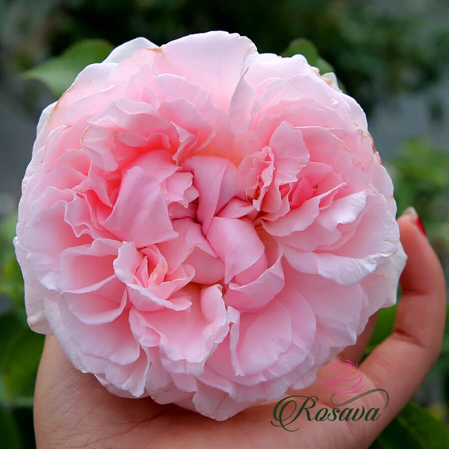 Hoa hồng Miranda rose - hoa to, hồng bụi