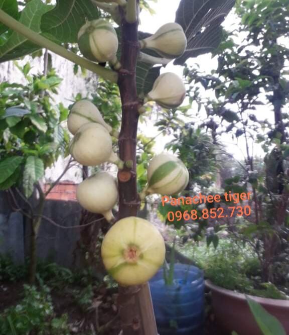 Cây sung mỹ hổ tiger cẩm thạch