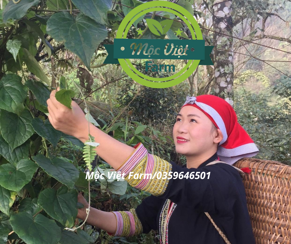 Lá tắm sau sinh dân tộc Dao đỏ Sapa 800g