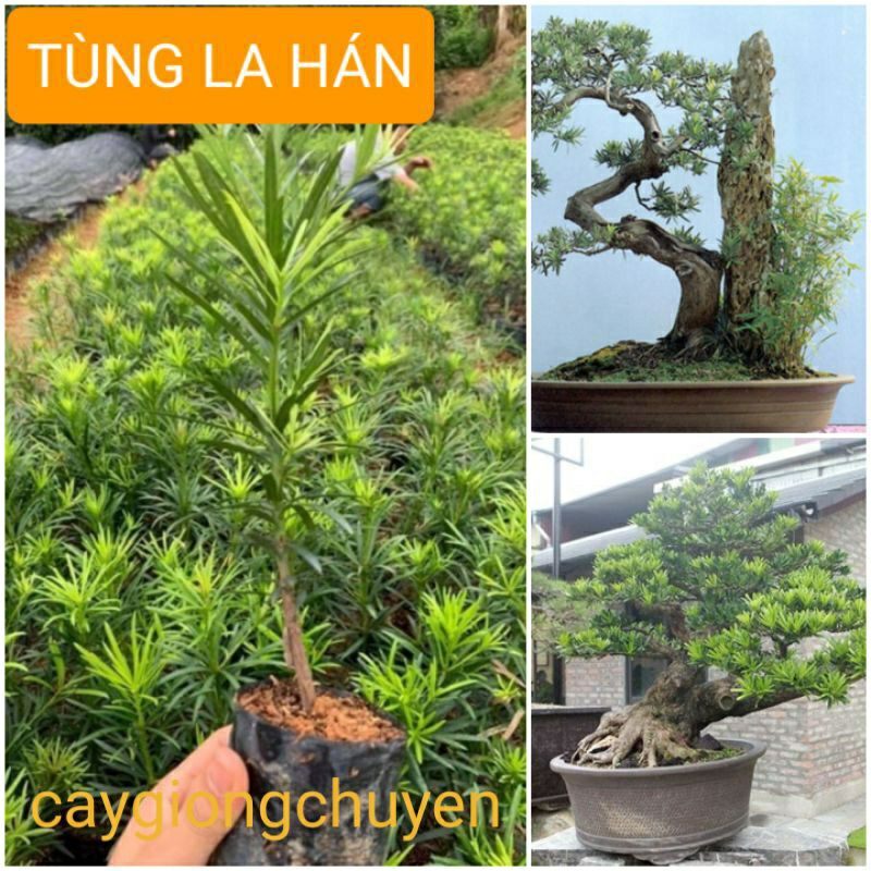 Combo 20 cây tùng la hán