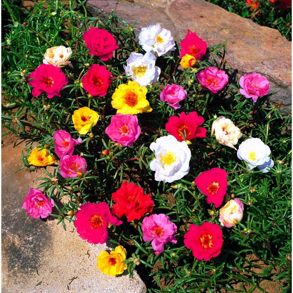 Hoa mười giờ(1 bó 10 cây)