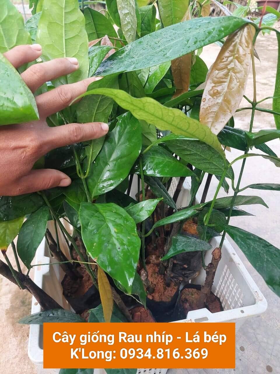 BẦU CÂY GIỐNG RAU BÉP RỪNG K'LONG