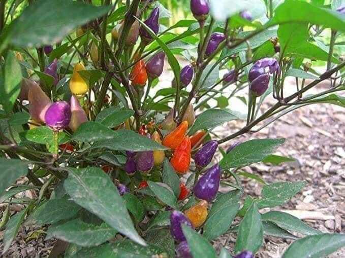 Hạt giống ớt ngũ sắc