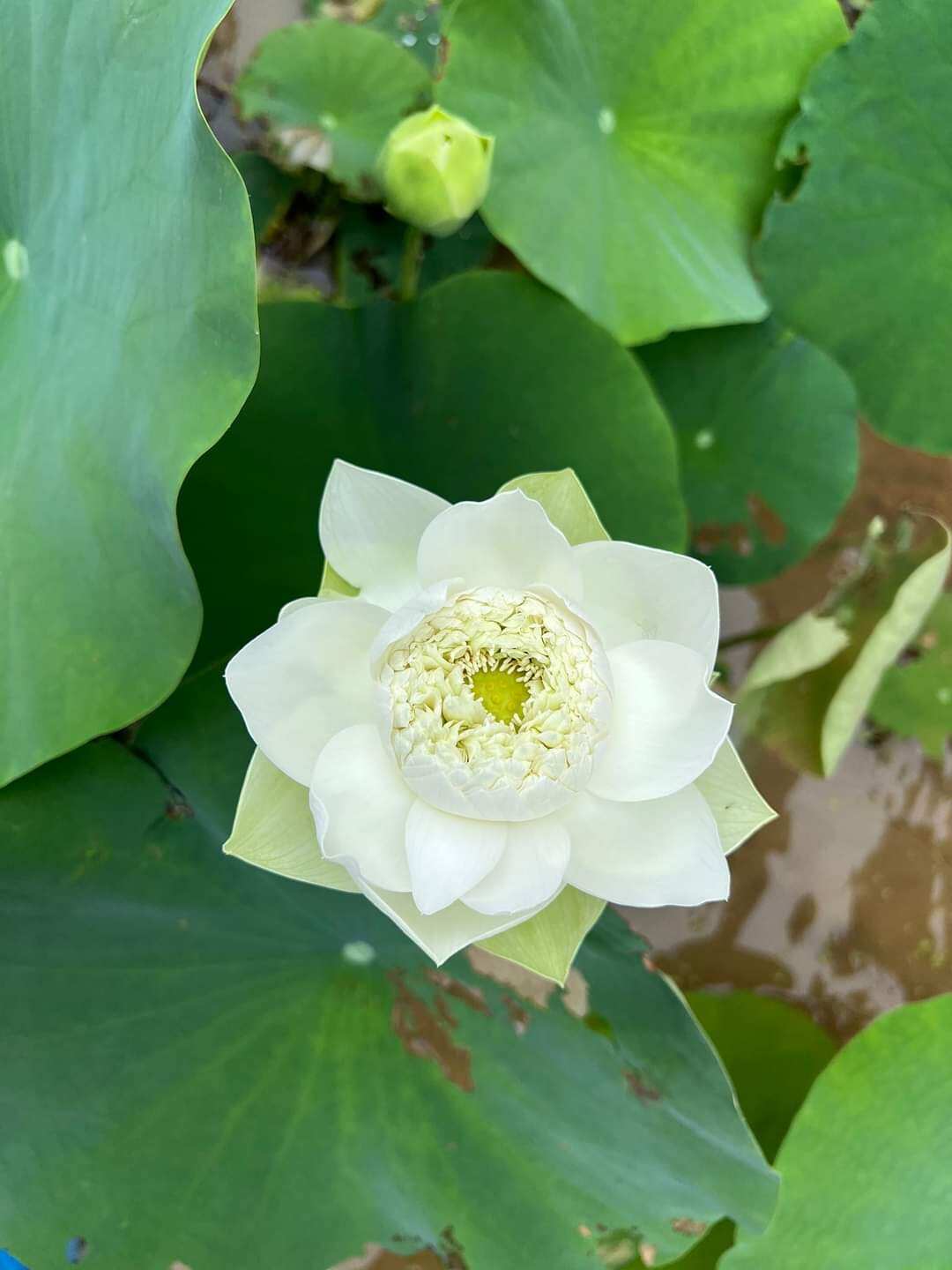 Củ sen giống nghìn cánh trắng ( trắng hoàng kim )