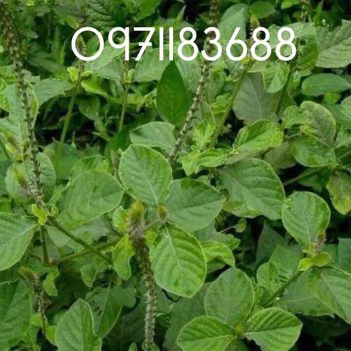 Cây cỏ xước khô - 1kg