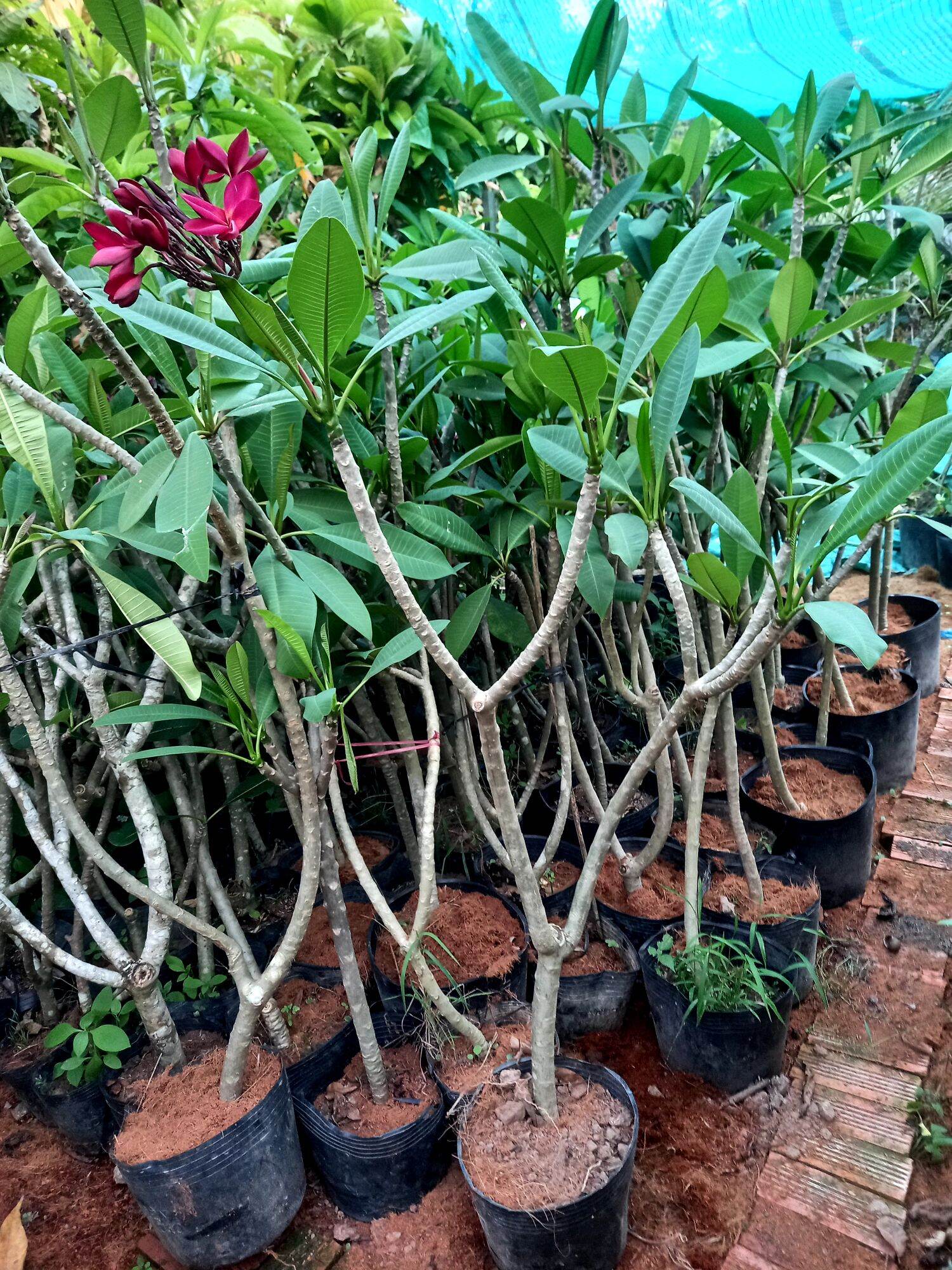 cây sứ đại đỏ hoa thơm