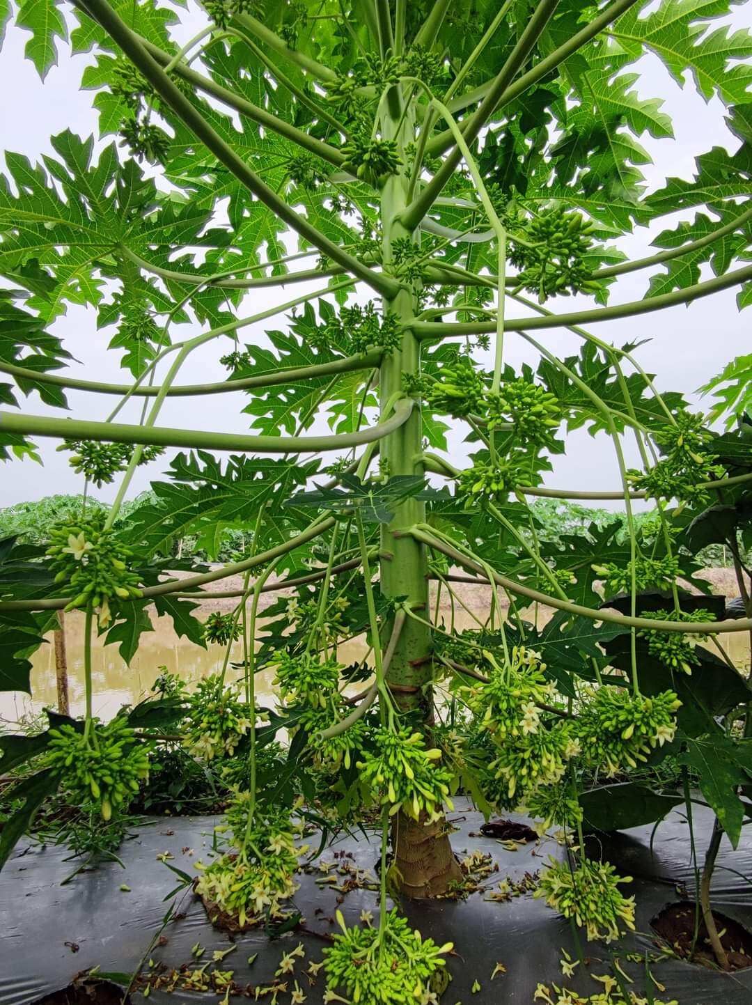 gói 100 hạt giống hoa đu đủ đực