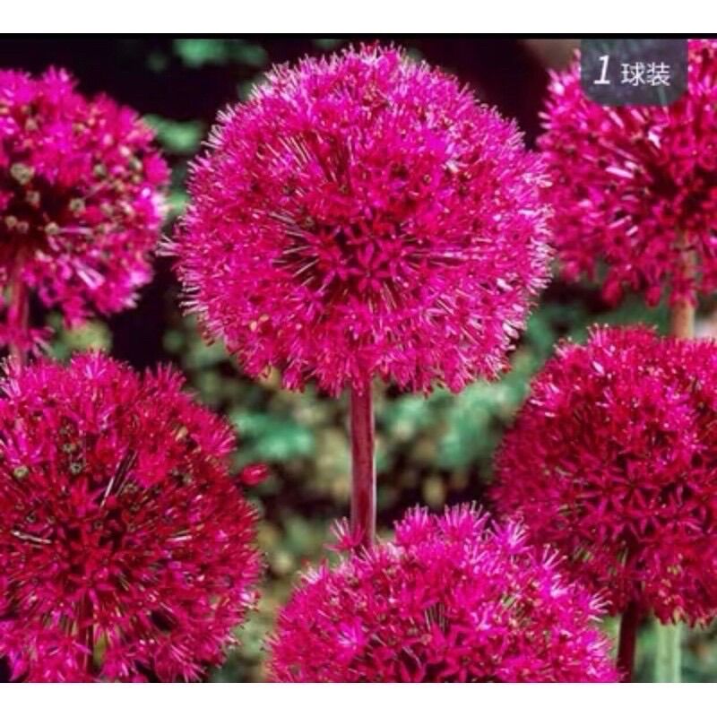Củ giống hoa cầu tuyết (1củ)