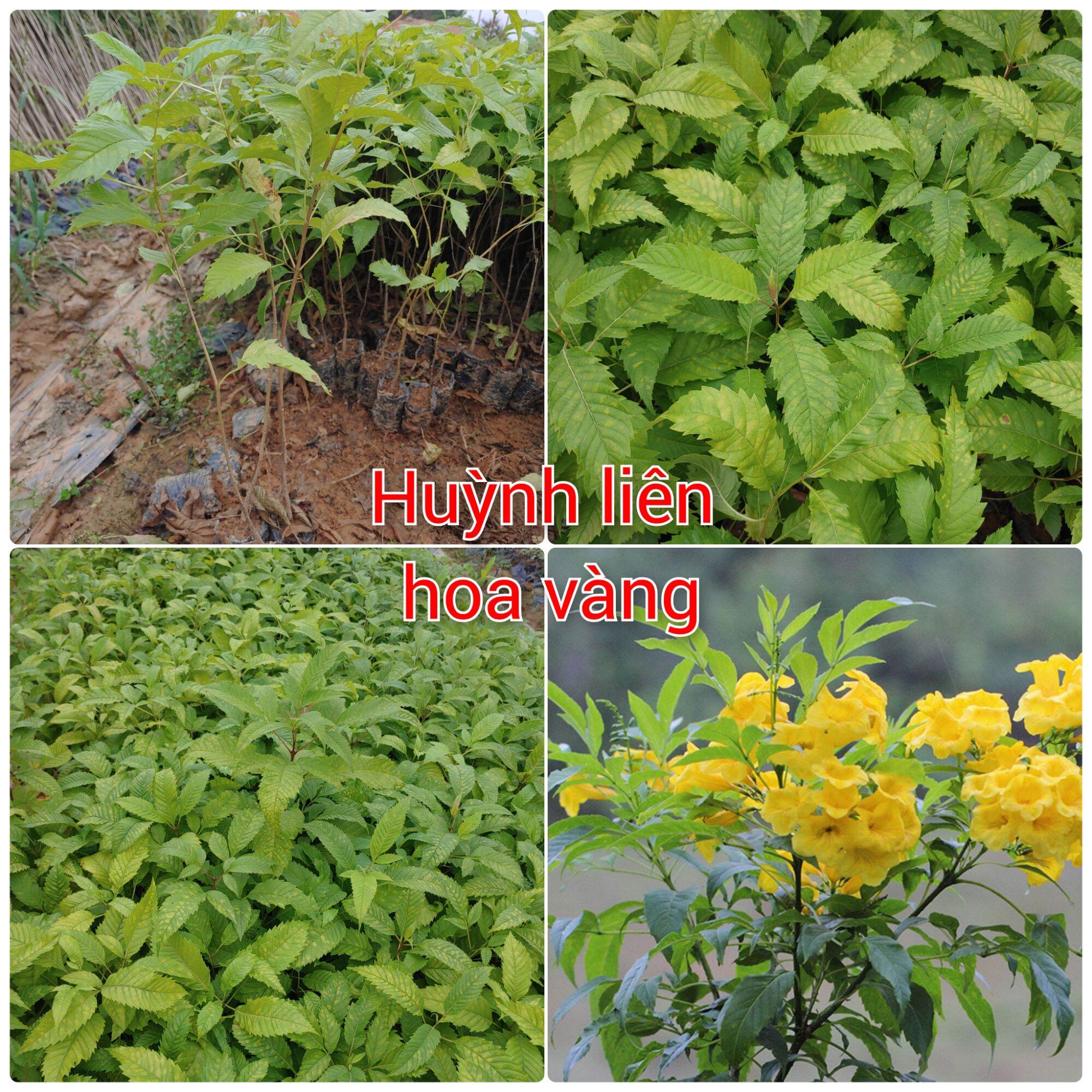 Cây giống Huỳnh Liên hoa vàng, Chuông Vàng