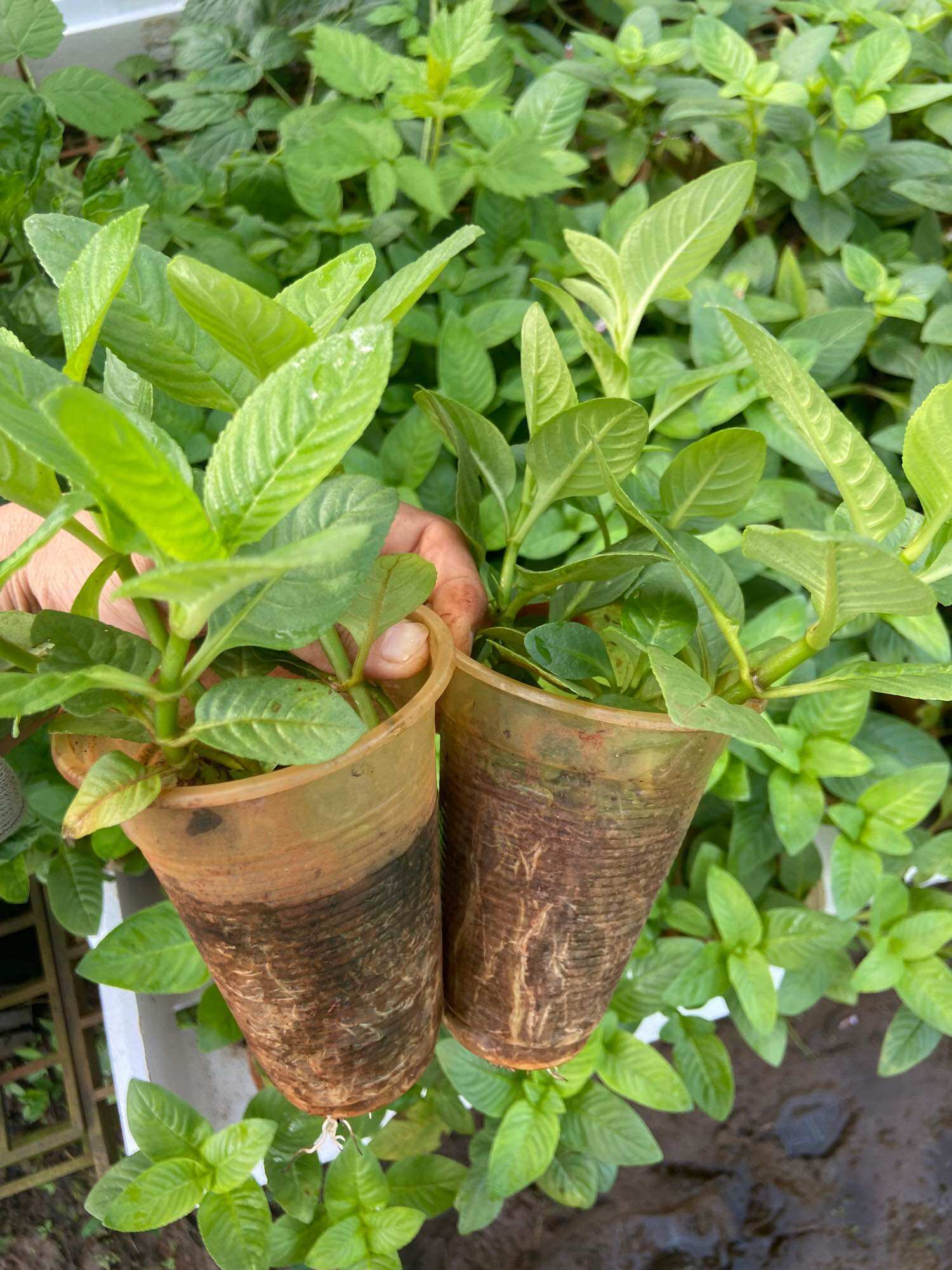 Cây rau xá xị