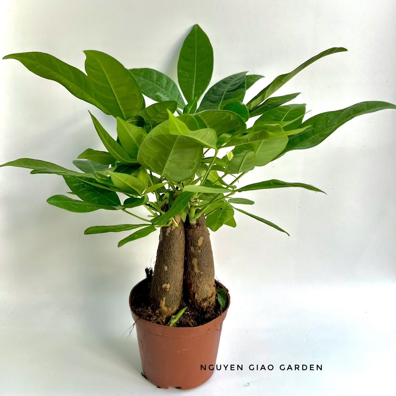 Cây kim ngân ba gốc chậu nhựa