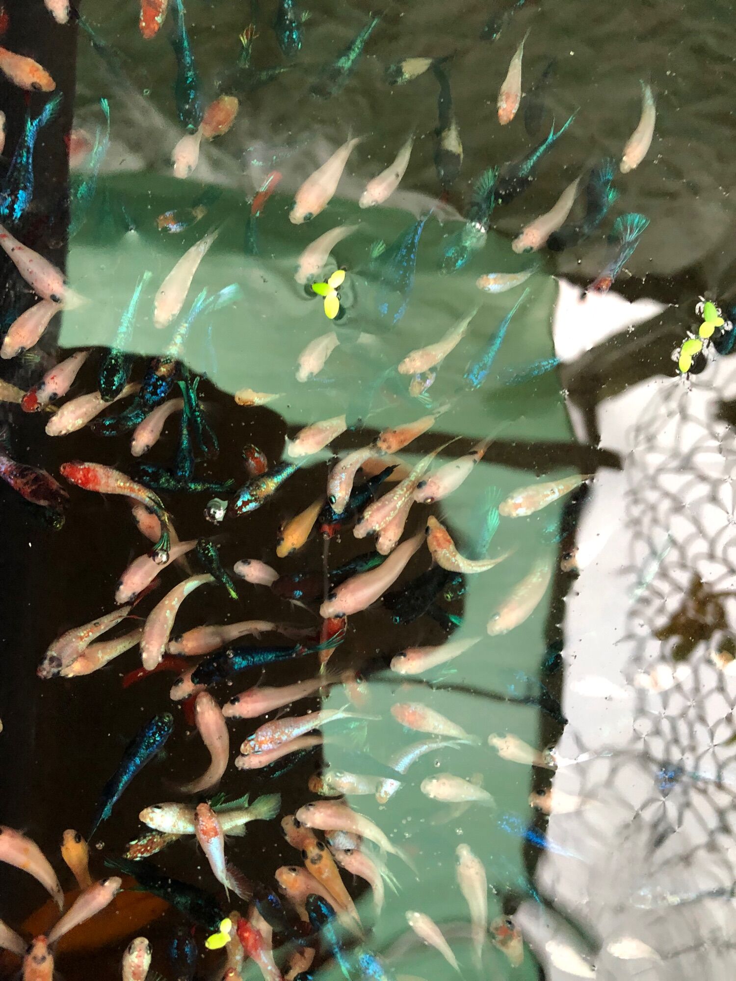 Cặp betta thuỷ sinh 35k