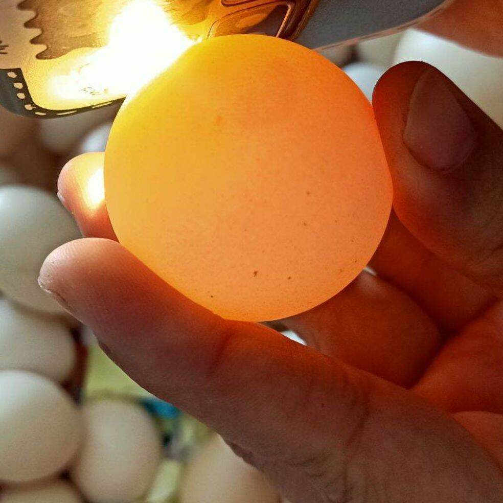 Trứng Gà Ai Cập vằn ấp nở con giống 5 trứng