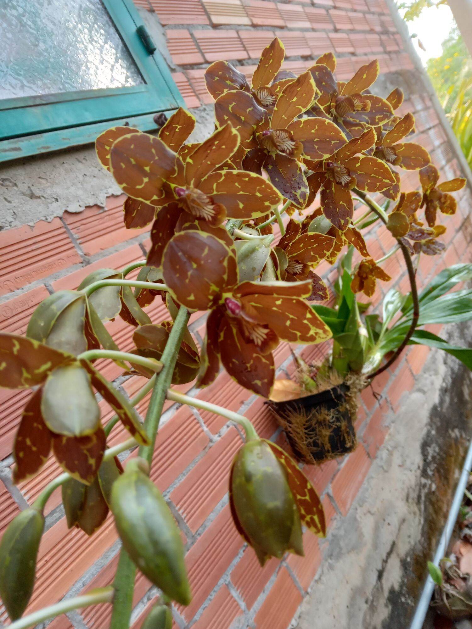 2 Giả hành lan vũ nữ hoàng hậu