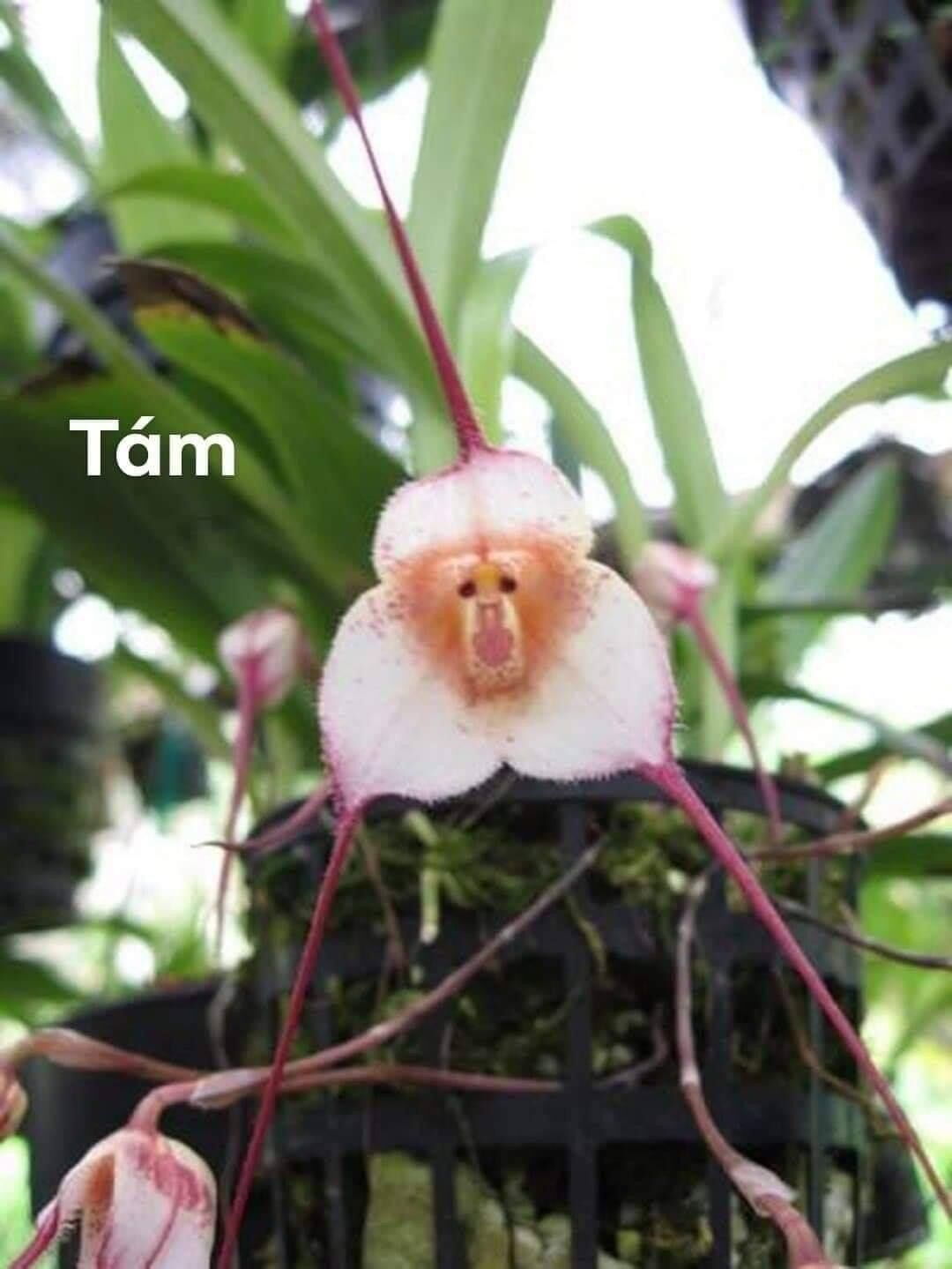 Hoa Lan mặt khỉ (1 cây) Hoa Tết