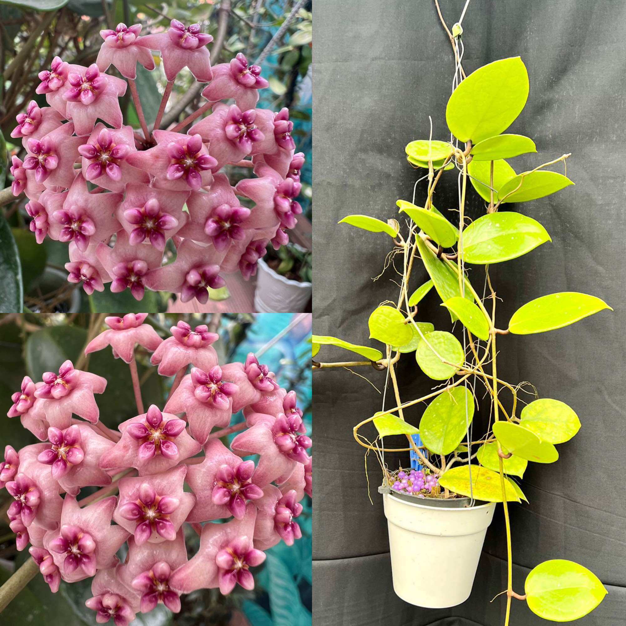 Hoa Cẩm cù Hoya Sweet scent thân leo size như hình, hoa đẹp và rất thơm