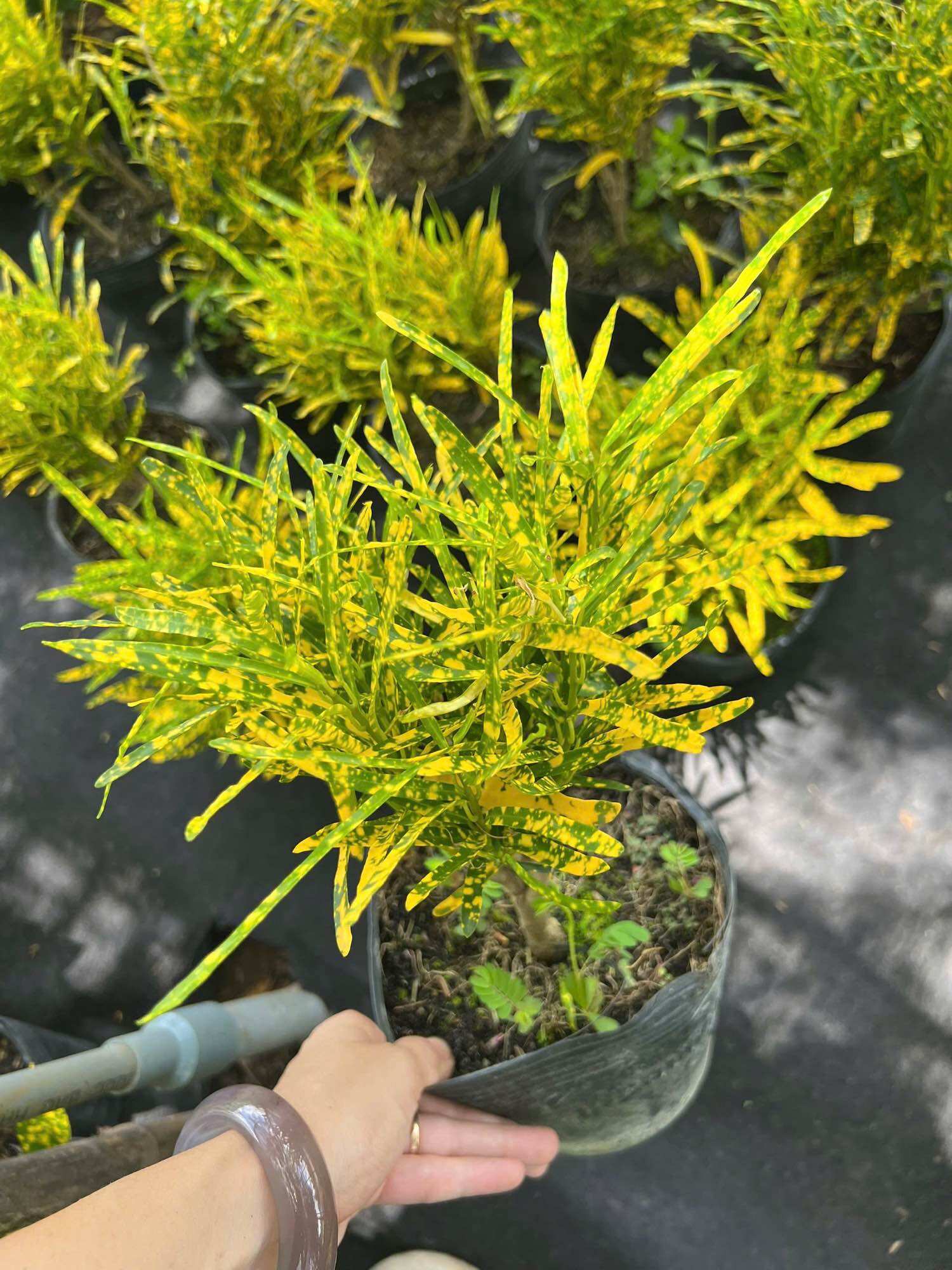 Cây Vàng Bạc Lá Kim ( để bàn làm việc, trang trí nhà cửa,…)