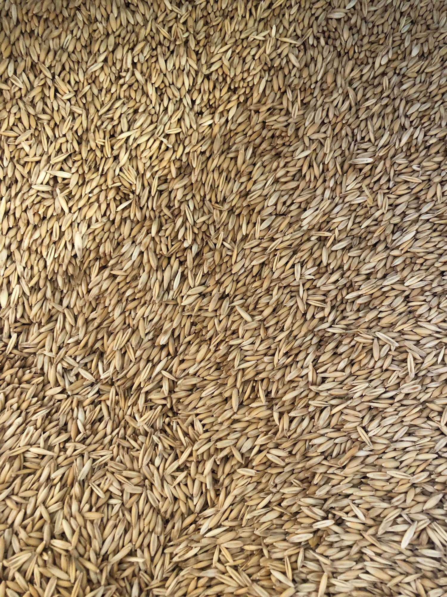 500g Hạt yến mạch cho gà, vẹt, hamster, sóc