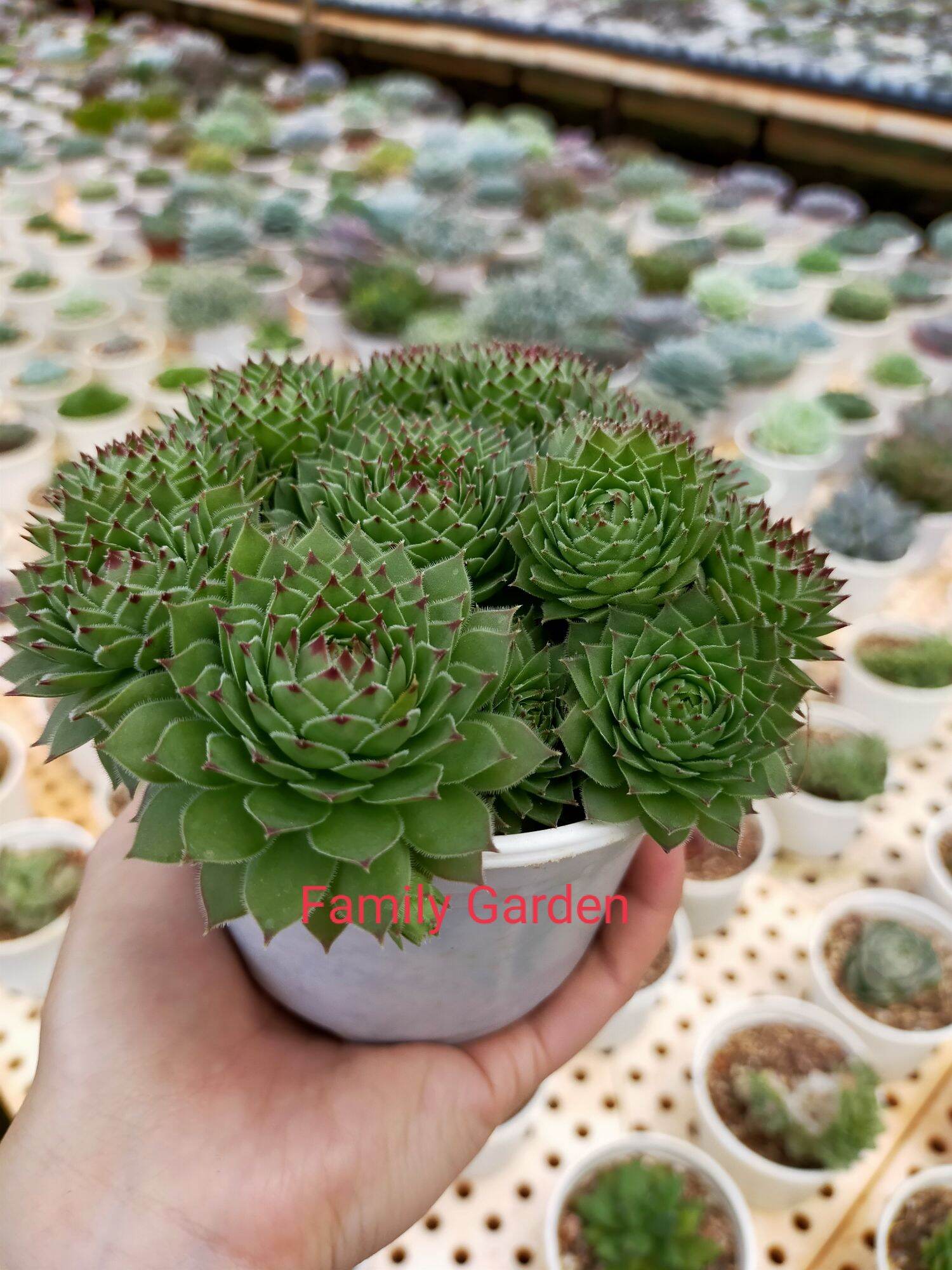 SEN PHẬT BÀ LÁ ngắn🌲CÂY Y HÌNH🌵