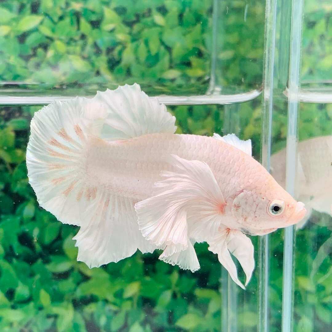 ( trang trí bể cá) 1 trống betta dumbo white size sinh sản.bao vận chuyển hoan tien neu sự cố