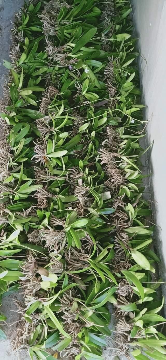 Hoa Lan hồ điệp rừng (2 cây)
