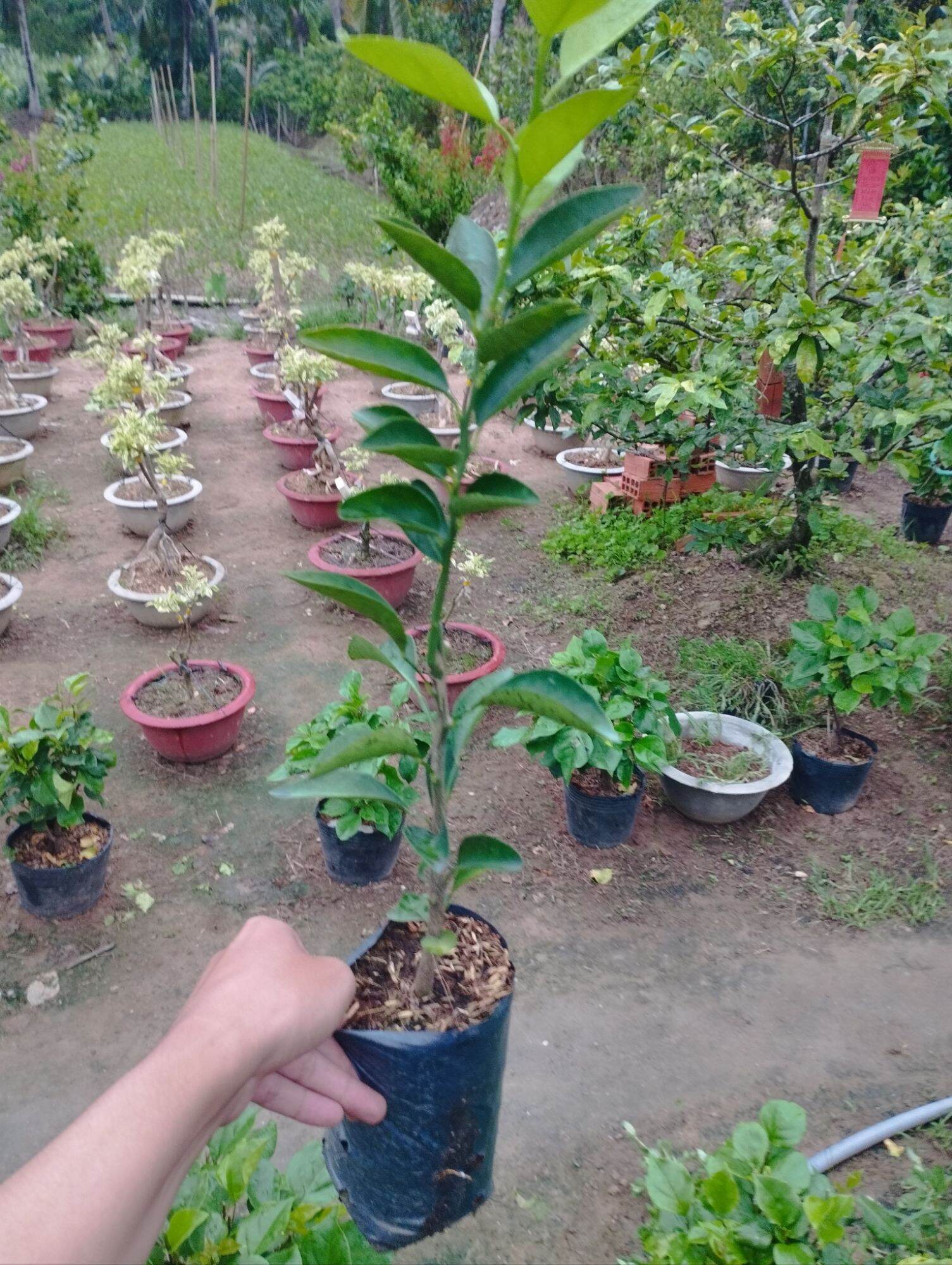 CÂY GIỐNG CAM SÀNH