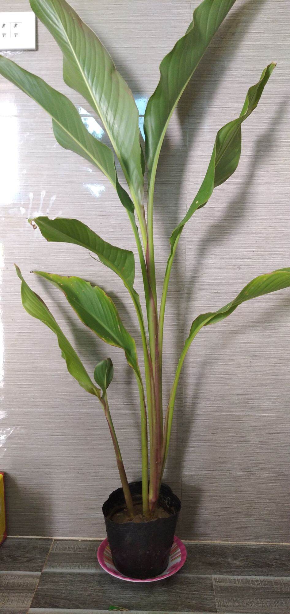 cây dong riềng đỏ làm cảnh, làm thuốc
