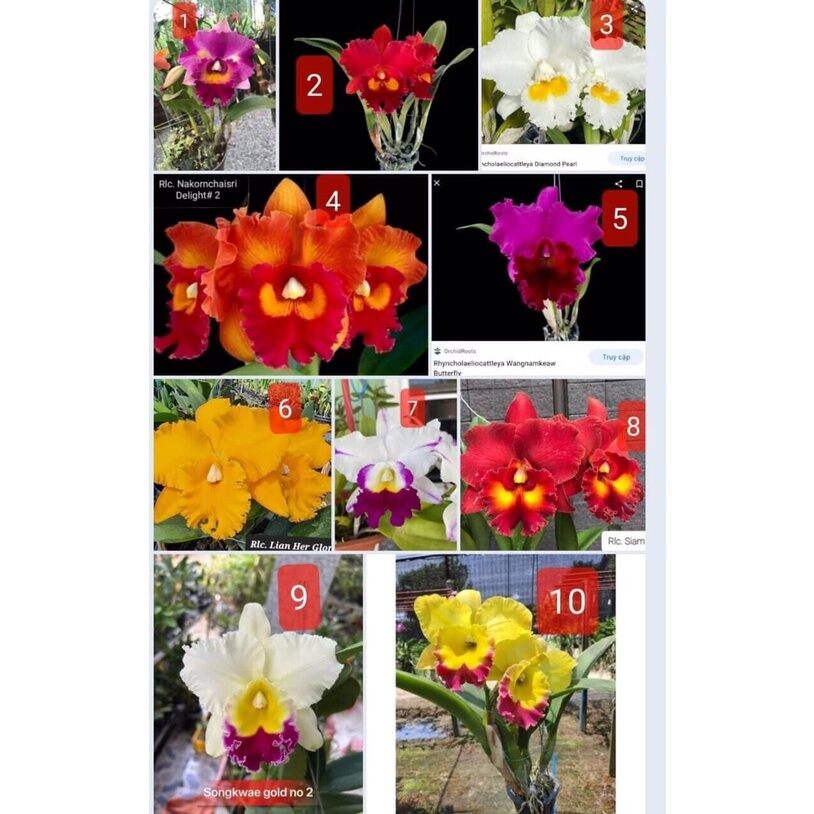 hoa lan Đại Cát một khóm