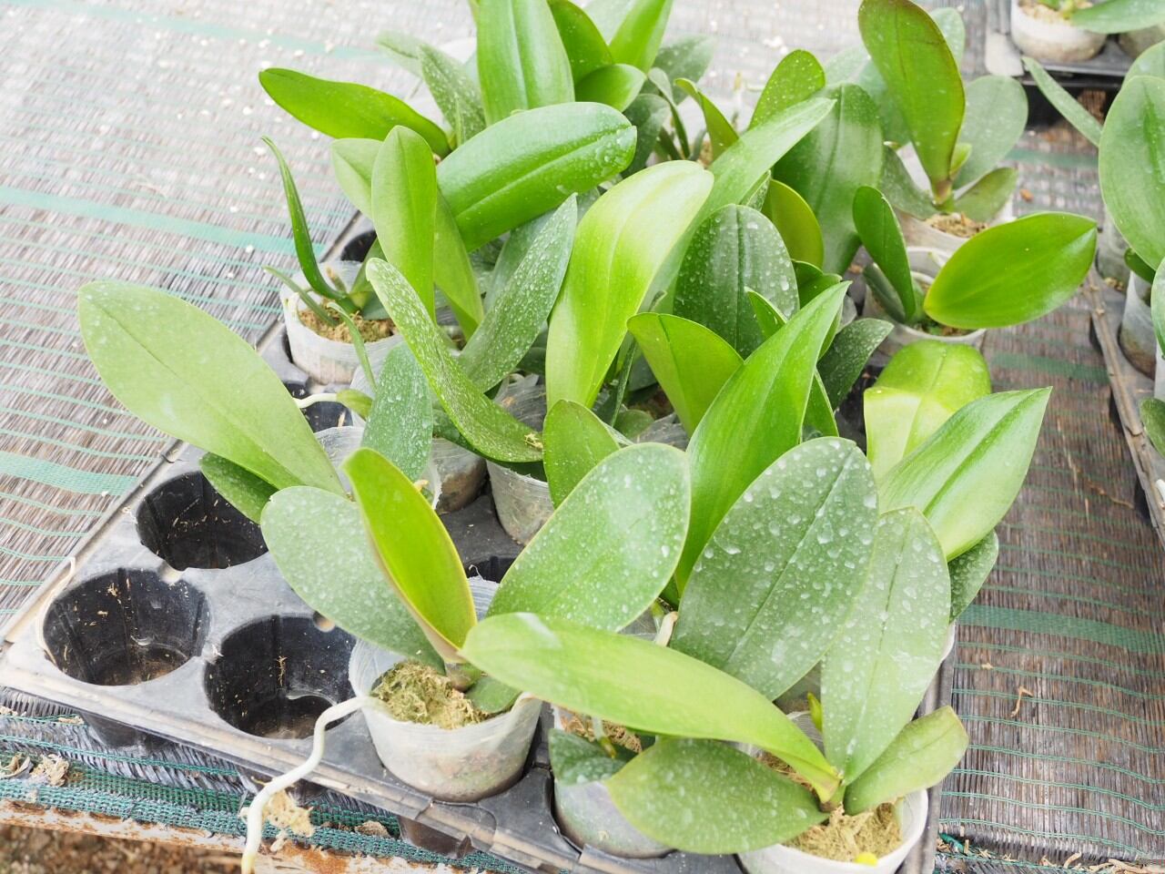 lan hồ điệp cốc 2.5 màu vàng 2035