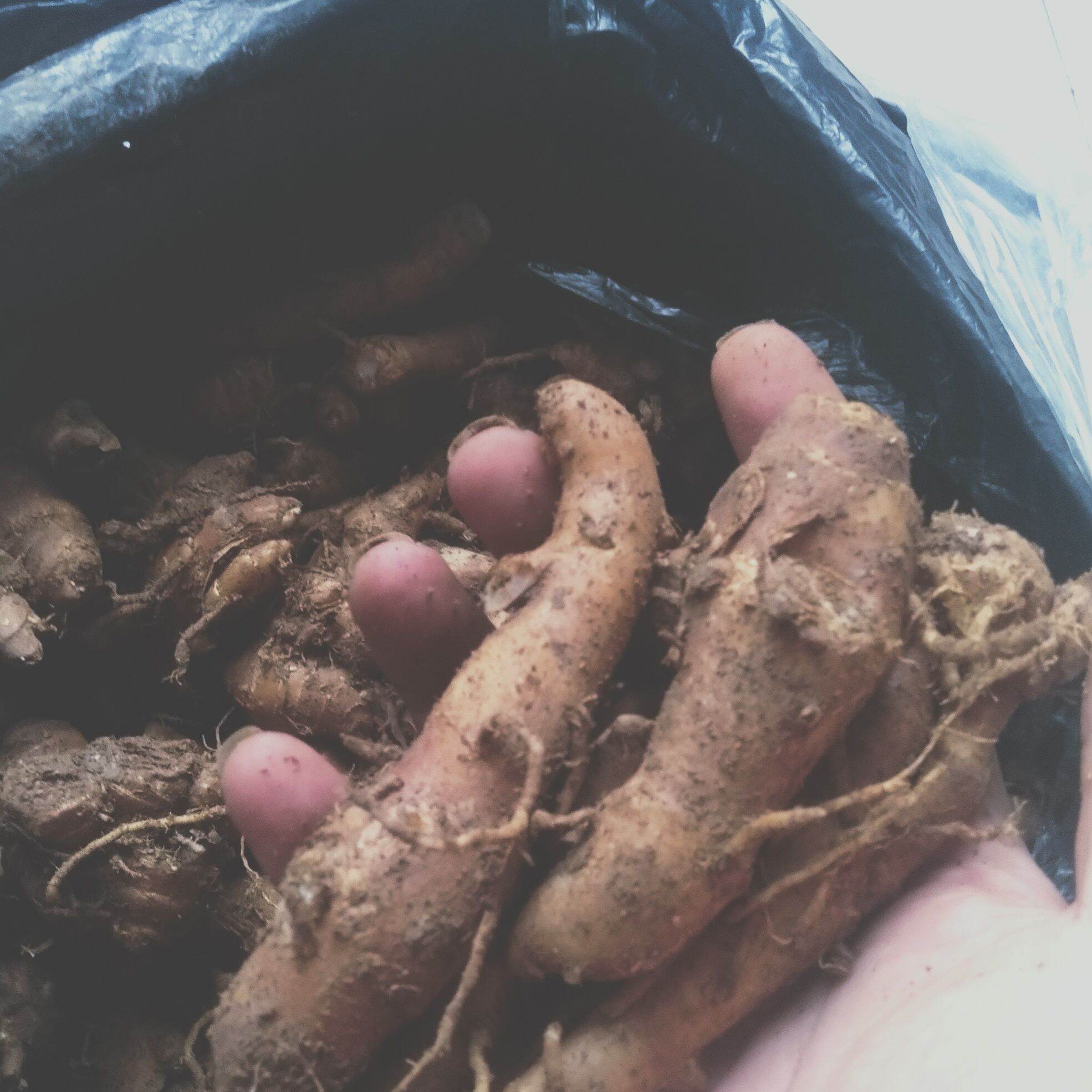 [HCM]củ địa liền xá kén