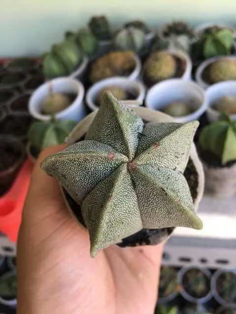 [HCM]Xương rồng Astro Sao (Bạc)