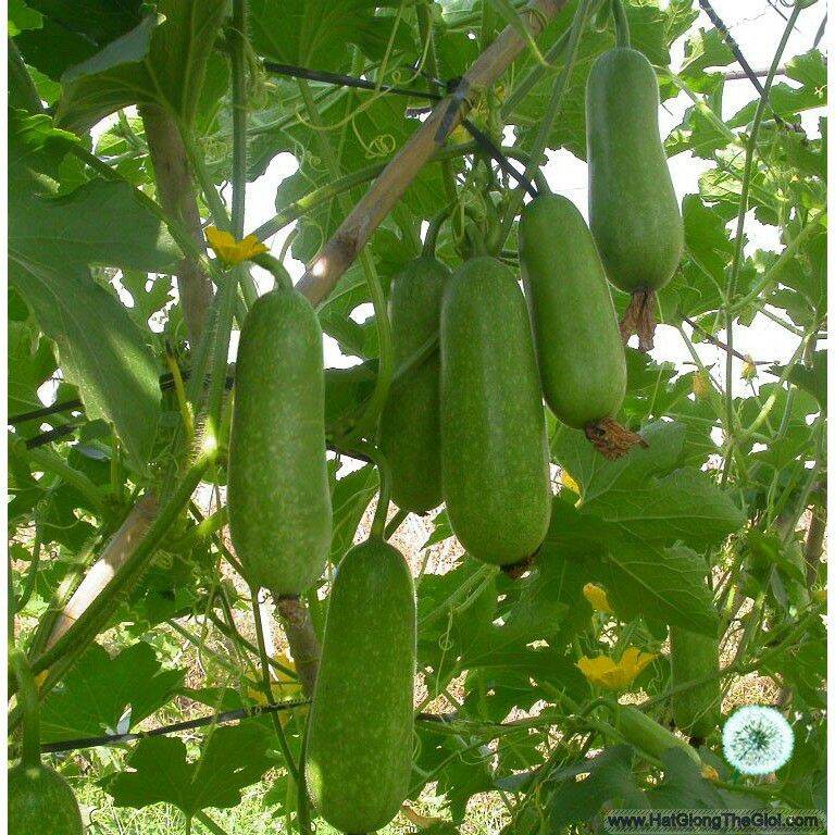 Hạt giống bí đao chanh cao sản - gói 1gr