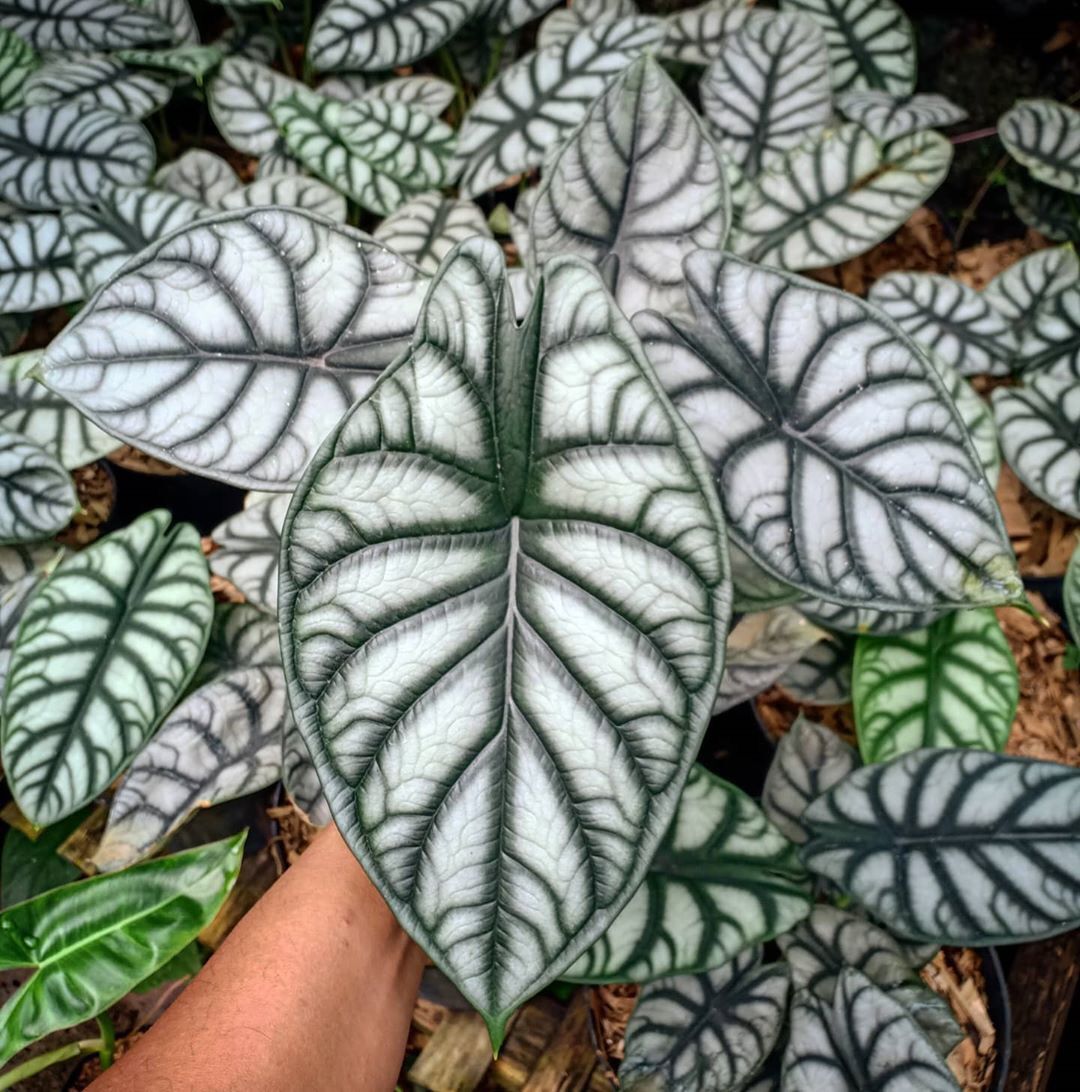 Alocasia Dragon Silver - Cây Rồng Bạc ảnh thật