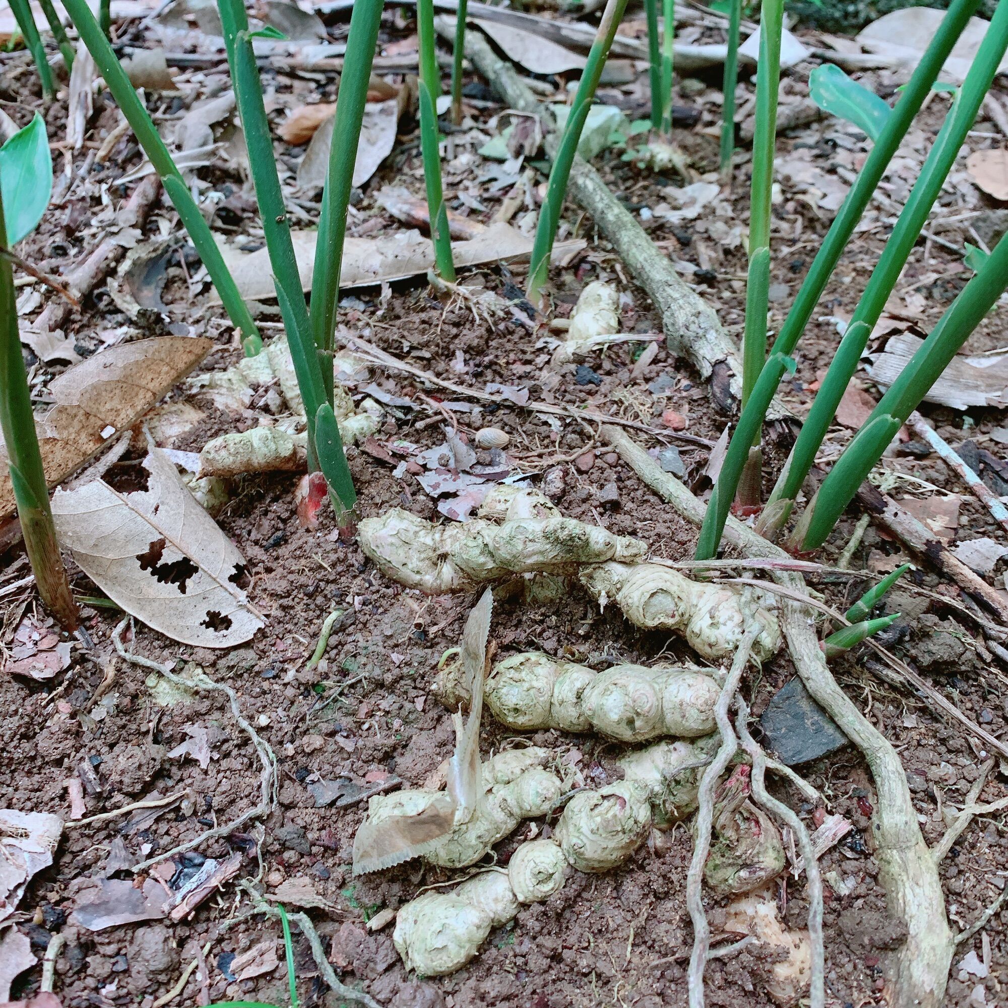 Gừng tươi nhà trồng 1kg