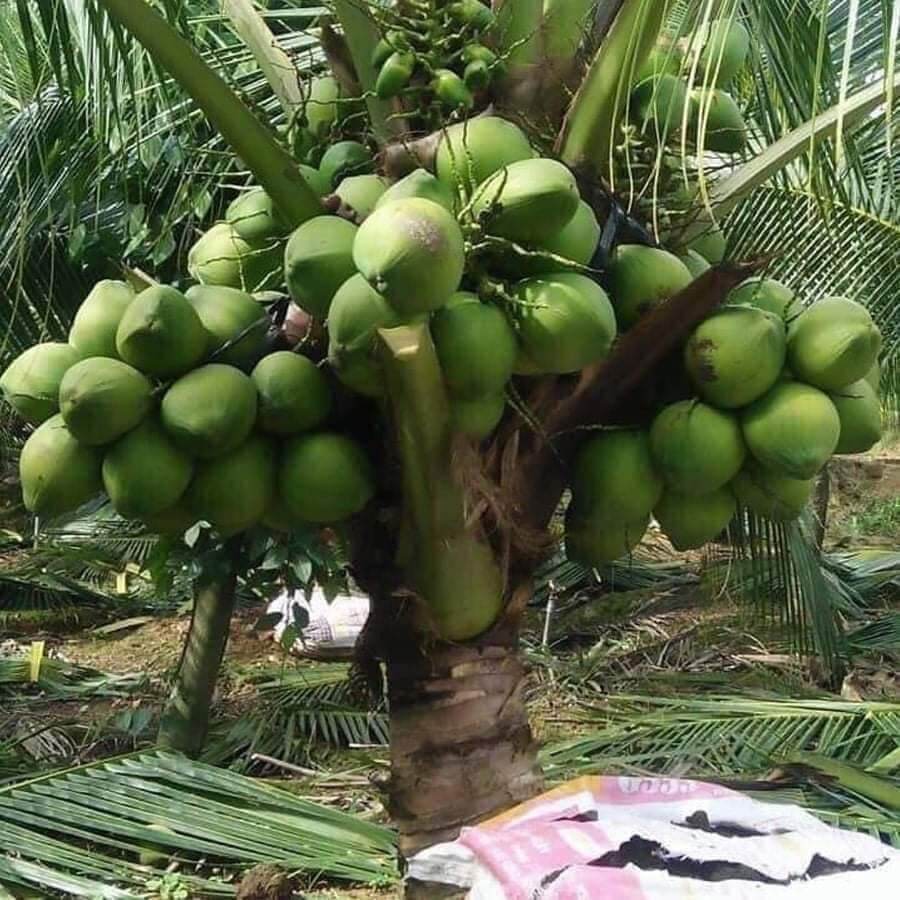 CÂY GIỐNG DỪA LÙN SIÊU TRÁI