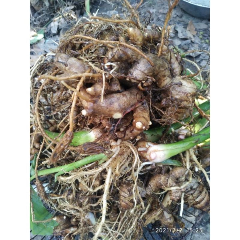 CỦ NGHỆ ĐEN TƯƠI.59k/kg:. CÂY GIỐNG.12k/bầu