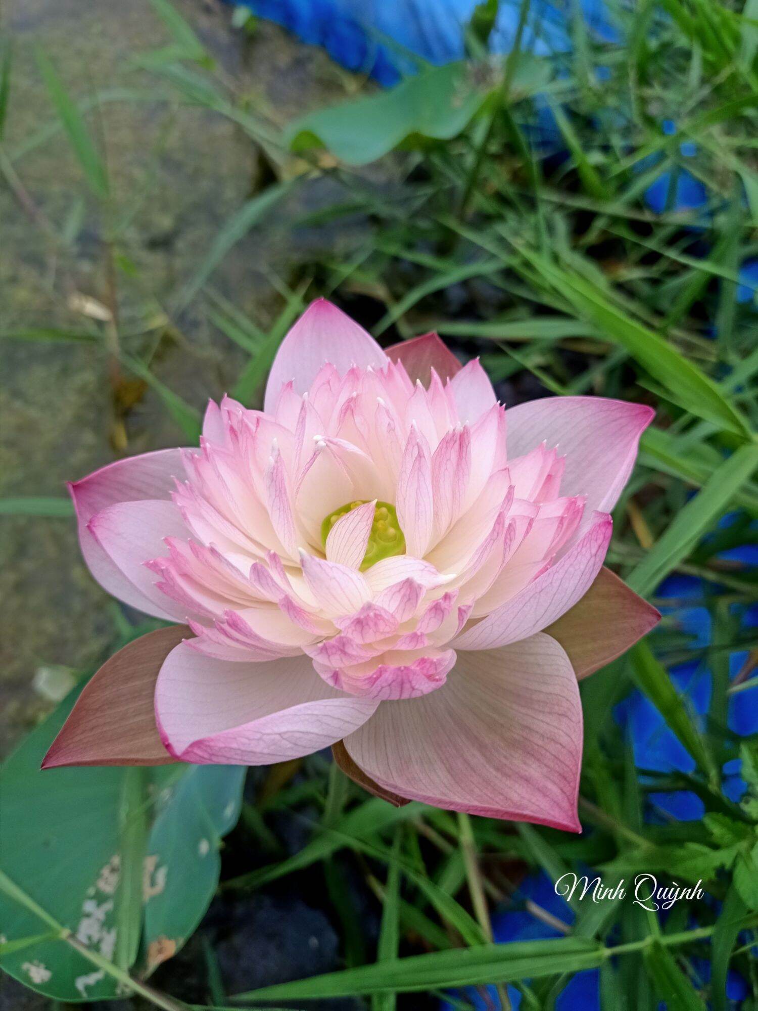 Củ sen Super Lotus