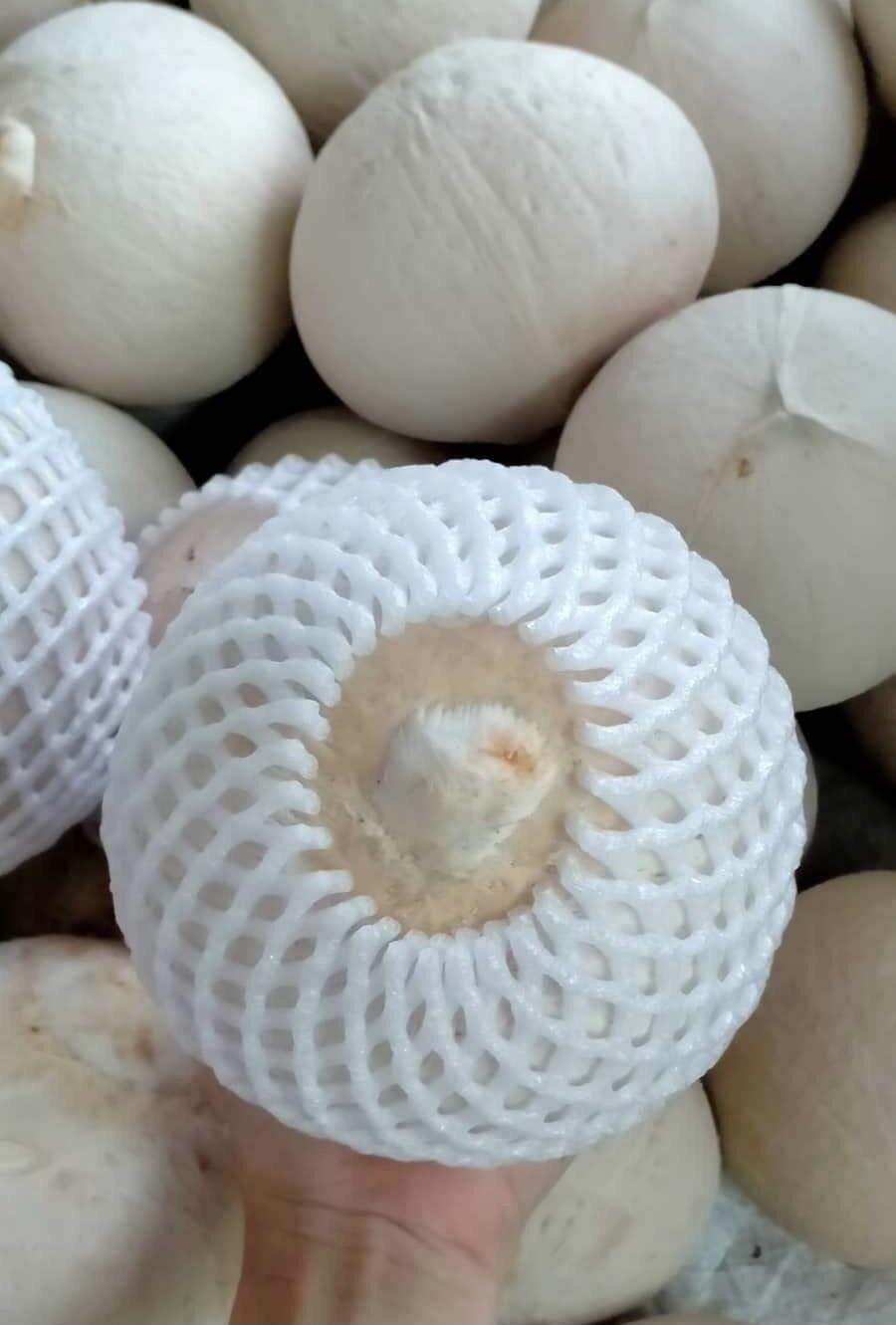 Dừa trọc xiêm xanh Bến Tre size trên 600g