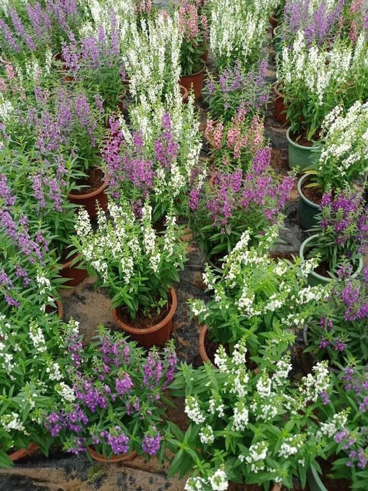 cây hoa ngọc hân- violet nhật